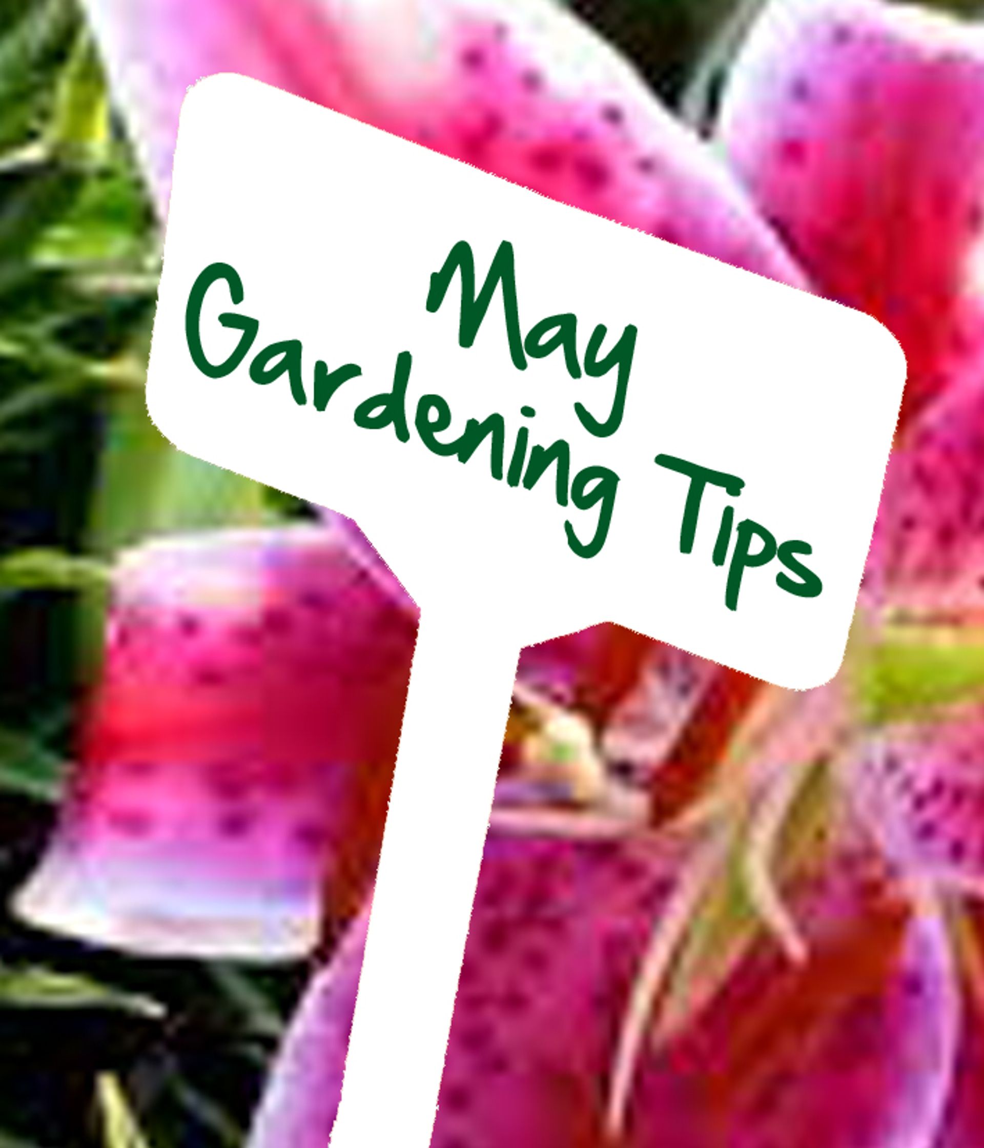 May gardening tips
